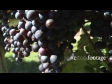 Grape Ripe Bunch 2 2799